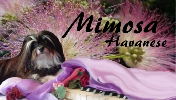 mimosa kennel card