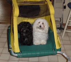 Ollie and Gypsy in their puppy cart