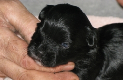 black puppy - Cinders from Hugabrew kennel