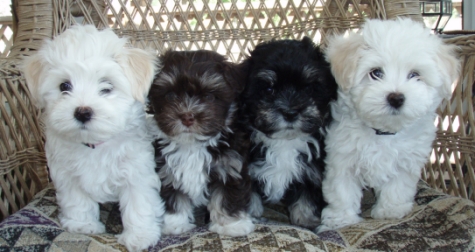 puppies