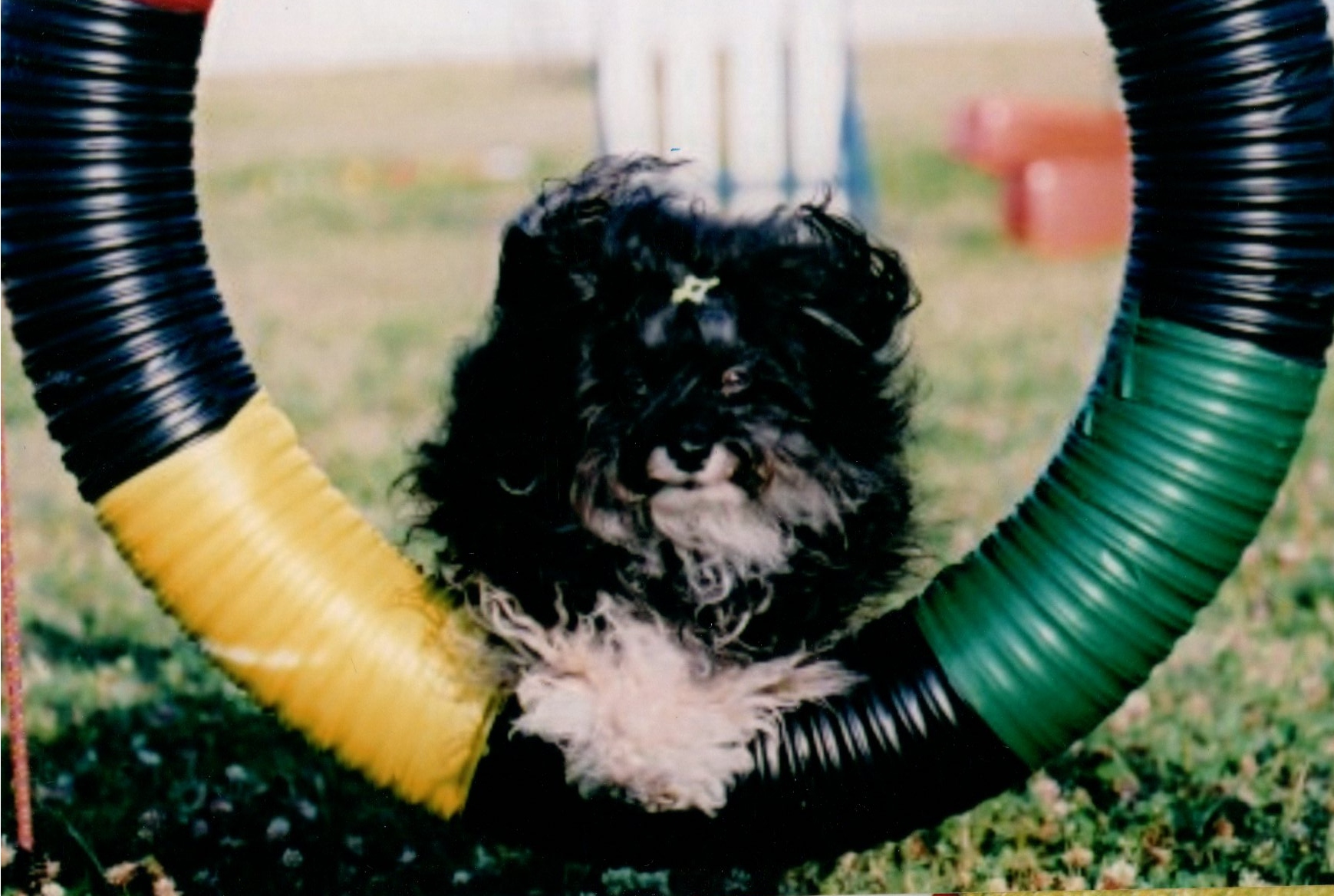 Cricket-Tire