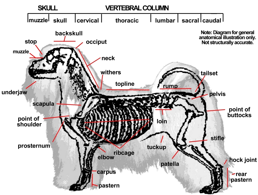 anatomy