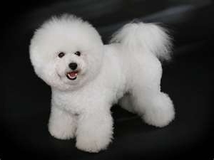 Bichon Frise