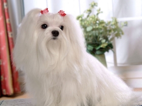 Maltese