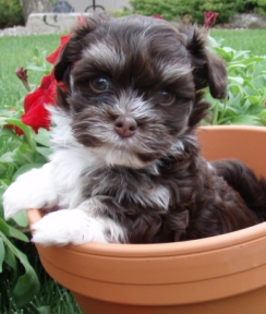 6 week old puppy