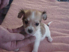 shorthair puppy