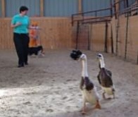 Rags-learning with his Sheltie partner Zoom
