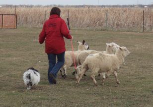 Mitzi-sheep.
