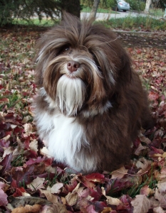 Adolescent Havanese