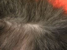 thinning coat