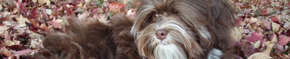 Havanese