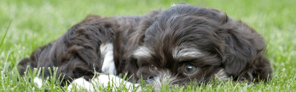 puppy in the grass