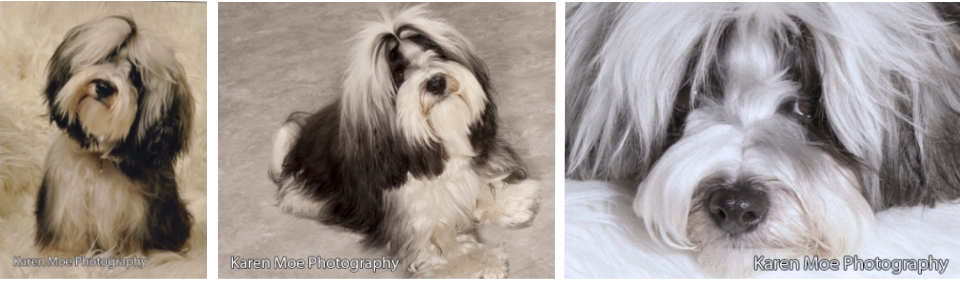 Havanese puppy  in fall leaves