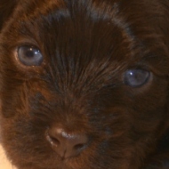 dark blue puppy eyes