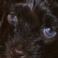 blue puppy eyes
