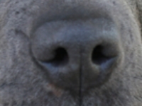 Blue nose