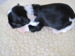 Irish Pied