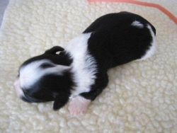 Irish Pied