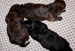 Red Brindle Puppies