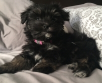 Black & Tan brindle with white markings