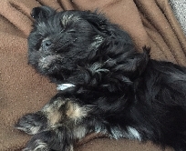 Black & Tan brindle with white markings