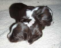 chocolate puppies