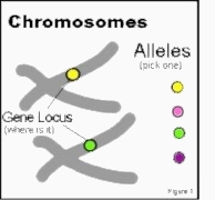 chromosomes