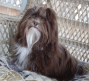 Chocolate - Cocoa from Mimosa Havanese
