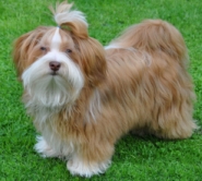 Red with liver pigment - Laguna (adult) from Paradiso Del Cani