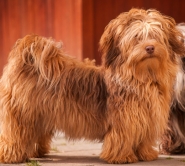 Chocolate Sable Parti - Liana (adult) from Paradiso Del Cani