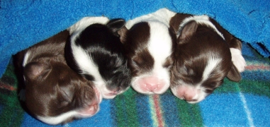 three brown, one black - Mimosa Havanese